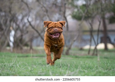 Dogue De Bordeaux Dog Spring	
