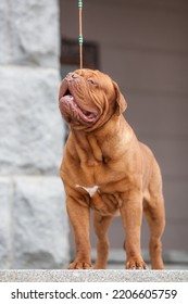 Dogue De Bordeaux Dog Spring	
