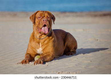 Dogue De Bordeaux On The Beach