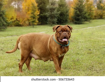 Dogue de Bordeaux - Pregnant female - 58 days - Shutterstock ID 506733643