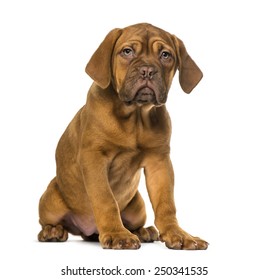 Dogue De Bordeaux Puppy