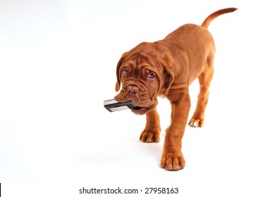 Dogue De Bordeaux Puppy Playing With Cell Phone, Isolated