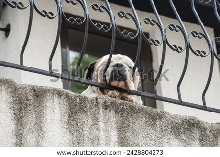 The Dogue de Bordeaux rests in the yard. Cute dog is sleeping on the balcony with his nose sticking out of the fence. The pet stuck its face on the iron fence.