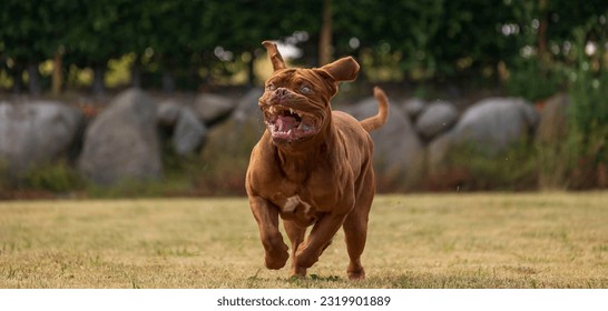 A Dogue de Bordeaux running - Powered by Shutterstock