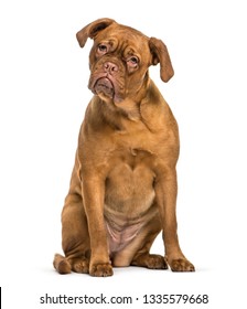 Dogue De Bordeaux Hd Stock Images Shutterstock