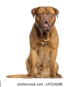 Dogue De Bordeaux Hd Stock Images Shutterstock