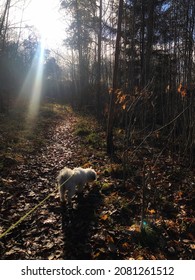 Dogwalk in the sunny forest