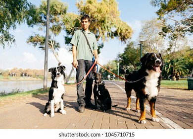 A dogwalker spending time with three dogs in an urban park on a sunny day.