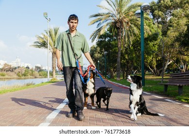 A dogwalker spending time with three dogs in an urban park on a sunny day.