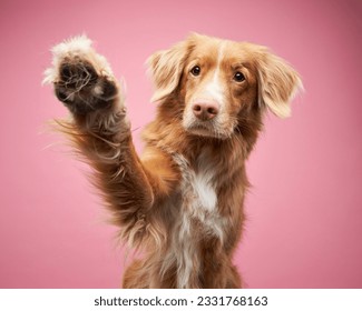 Dog,Waving,Its,Paws,On,A,Pink,Background,,In,The very happy and funny dogs
