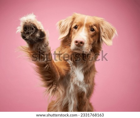 Dog,Waving,Its,Paws,On,A,Pink,Background,,In,The very happy and funny dogs