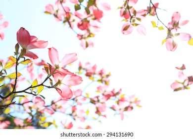 12,562 Dogwood blossom Images, Stock Photos & Vectors | Shutterstock