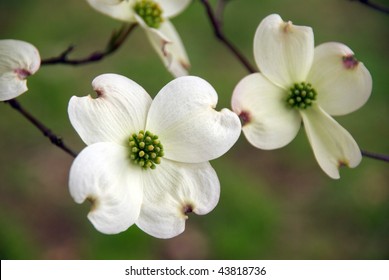 Flowering dogwood Images, Stock Photos & Vectors | Shutterstock