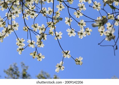 Dogwood blooms against bright blue sky