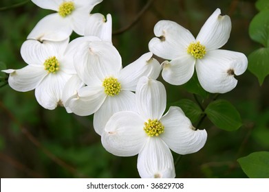 Dogwood Branch in Bloom Horizontal, State flower of Virginia and North Carolina