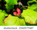 Dogwood Cornus sp. - Red fruits on a background of green leaves in the garden in autumn