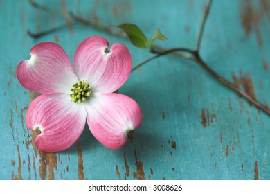 Dogwood Flower On Table