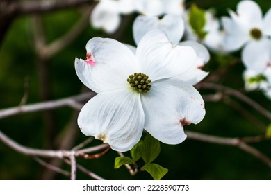 Dogwood flowers in spring. Beautiful white Dogwood blossoms up close. Delicate natural beauty outdoors. Decorative flower bush in springtime. - Powered by Shutterstock