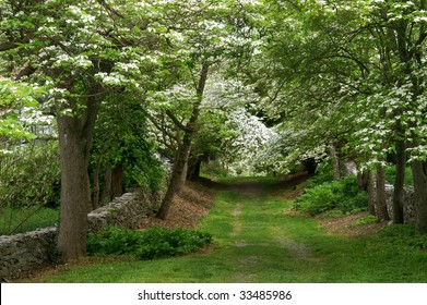 Dogwood Lane, Virginia State Arboretum in Spring Horizontal
