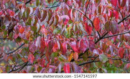 Similar – Image, Stock Photo dogwood Evening Branch