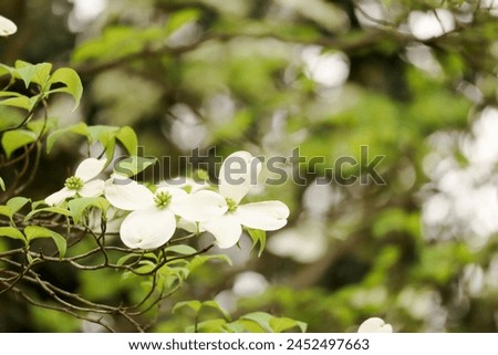 Similar – Image, Stock Photo dogwood Evening Branch