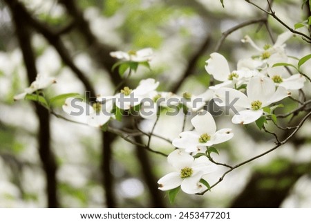 Similar – Image, Stock Photo dogwood Evening Branch