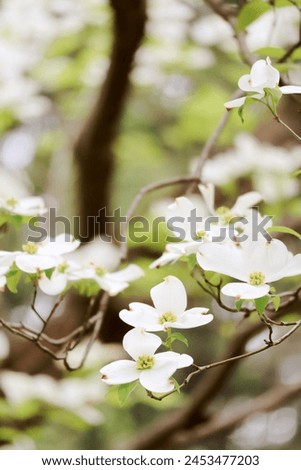 Similar – Image, Stock Photo dogwood Evening Branch