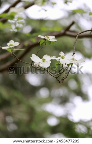 Similar – Image, Stock Photo dogwood Evening Branch