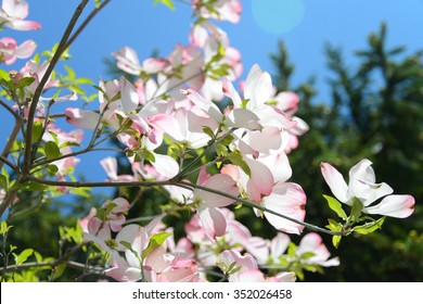 Dogwood Tree