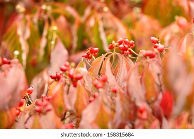 Dogwood Tree Branches With Flowering Buds In Early Fall