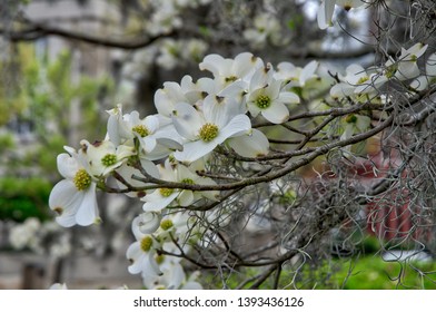 Dogwood Tree Downtown Wilmington NC. 