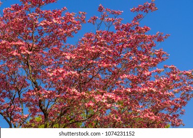 Dogwood Tree In Flower Park