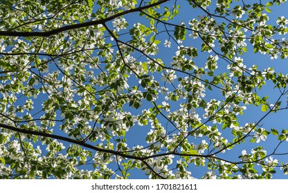 A Dogwood Tree Loaded With Blooms Makes A Beautiful Background.