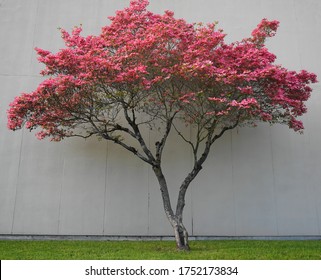 Dogwood Tree With Showy And Bright Pink Biscuit-shaped Flowers And Green Leaves On White Wood Background Close Up.