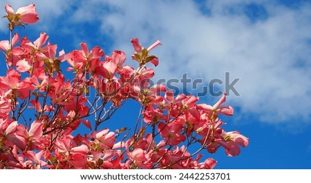 Dogwood tree with showy and bright pink biscuit-shaped flowers and green leaves on blue sky with clouds background close up.
