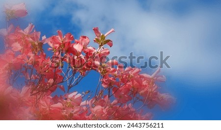 Dogwood tree with showy and bright pink biscuit-shaped flowers and green leaves on blue sky with clouds background close up.