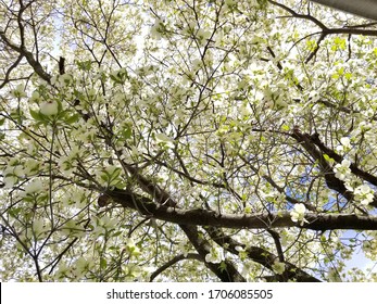 Dogwood Tree In The Spring