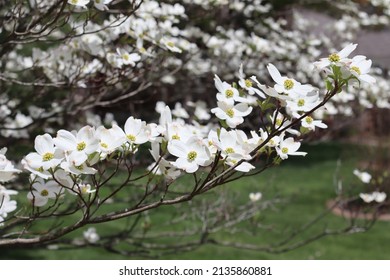 Dogwood Tree Spring Blossom Easter