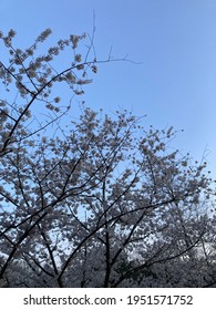 Dogwood Tree Spring White Blossom