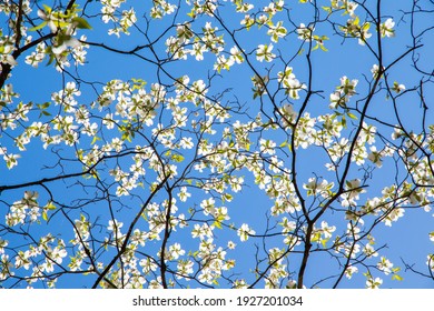 Dogwood Tree White Blossom At Springtime In Park. Spring Natural Background.