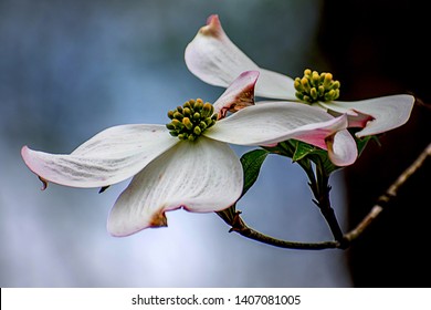  Dogwood Tree White Flower Closeup On Blue Gradient Background.