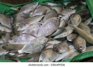 98 Doha Fish Market Images, Stock Photos & Vectors | Shutterstock