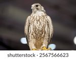 Doha, Qatar: Portrait of a falcon at Katara International Hunting and Falcons Exhibition 2024 (S