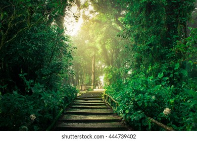 Doi Inthanon National Park, Chiang Mai, Thailand