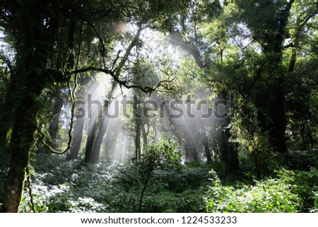 Similar – Image, Stock Photo sunrays Environment Nature