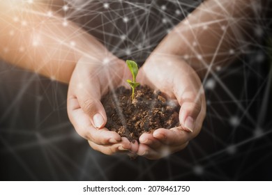 Doing CSR by planting trees, CSR concept and business planting saplings of trees. - Shutterstock ID 2078461750