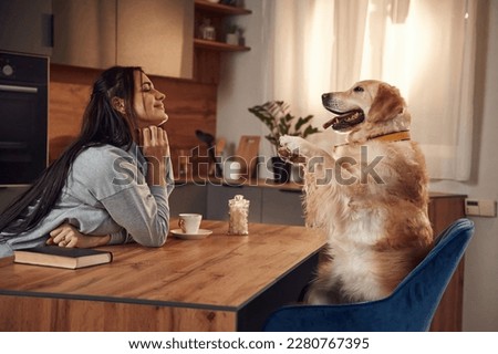 Doing tricks while sitting by the table. Woman is with golden retriever dog at home.