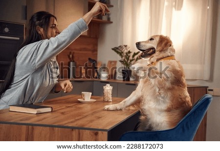 Doing tricks while sitting by the table. Woman is with golden retriever dog at home.