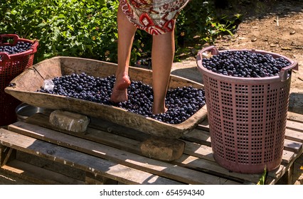 Doing Wine Ritual,Female Feet Crushing Ripe Grapes In A Bucket To Make Wine After Harvesting Grapes