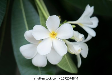 Dok Champa National Flower Laos Stock Photo 1392094844 | Shutterstock